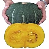 【メール便配送】国華園　野菜たね　カボチャ　F1スーパー栗ロマン　1袋(5ml)【※発送が国華園からの場合のみ正規品です】