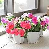 相武ガーデン 花苗 インパチェンス 5ポットセット