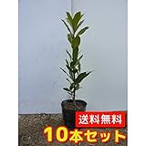 【ノーブランド品】 ゲッケイジュ 樹高0.6m前後 10.5cmポット 【10本セット】