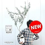 LAND PLANTS オリーブ苗木 6号サイズ マンザニロ 白色鉢カバーセット