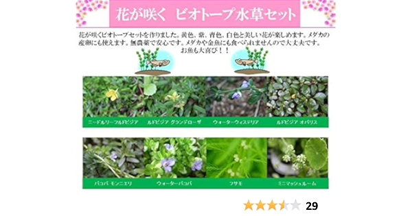 花が咲く ビオトープ水草セットと栄養素付 イイ水草市場 生体水草 通販 Amazon