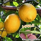 国華園　果樹苗　カンキツ　トゲなしレモン　1株【※発送が国華園からの場合のみ正規品です】