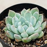 ホワイトライン 7.5cmポット エケベリア Echeveria white line 福岡県産 多肉植物 多肉 観葉植物 インテリアグリーン 寄せ植えに