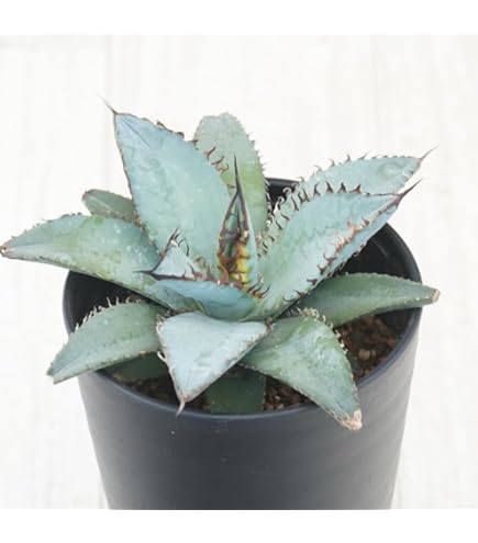 Amazon.co.jp: アガベ・シャウィー×ポタトラム「コロナ・デル