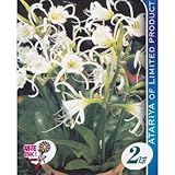 春植え球根 イスメネ ザーネンブルグ (530584)