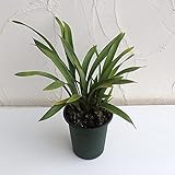 東洋蘭：金稜辺（キンリョウヘン）ミスマフェット 4号ポット[ニホンミツバチ誘引蘭]