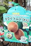果樹苗　接木　キウイ　トムリ　（オス）　　一年生　【送料込価格】