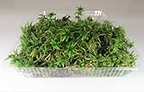 【 翔美苑 】生水苔 生ミズゴケ　１パック 苔玉、蘭、水生植物、鑑賞などに