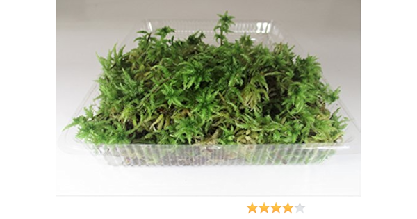 Amazon 翔美苑 生水苔 生ミズゴケ １パック 苔玉 蘭 水生植物 鑑賞などに 観葉植物 オンライン通販