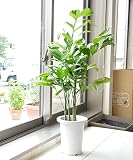 相武ガーデン 高性チャメヤシ（チャメドレア）7寸 90cm