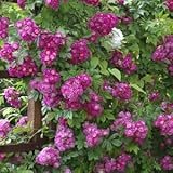 バラ苗 ペレニアルブルー 国産大苗6号スリット鉢 つるバラ(CL) 返り咲き 紫系