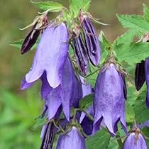 51C5XMaN7aL._AC_UL210_SR210,