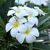 プルメリア：シンガポールホワイト（オブツサ）4.5号ポット[南国の花！開花は2～3年後から] ノーブランド品