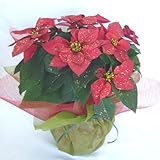 ラメ付ポインセチア！