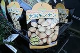 【果樹苗】【接木】　大実ギンナン　一年生　【送料込価格】