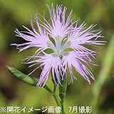 山野草:カワラナデシコ (河原撫子) 9cmポット苗2ポットセット【紫桜館山の花屋】