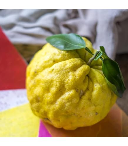 Amazon.co.jp: ゆず 苗木 鬼ユズ 15cmポット苗 鬼ゆず おにゆず ユズ