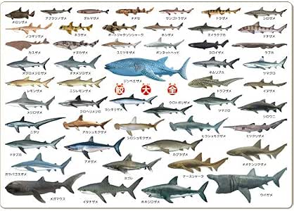 Amazon | ザ・アクセス サメ 図鑑 下敷き A4 鮫大全 | 生物・動物・人体 | おもちゃ