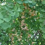 ギンナン（銀杏・イチョウ）：藤九郎（トウクロウ）4～5号ポット[最もポピュラーな晩生大粒種][苗木] ノーブランド品