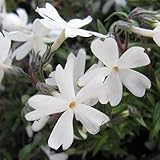 芝桜（シバザクラ）：モンブラン[白花]24株セット[グランドカバーに] ノーブランド品