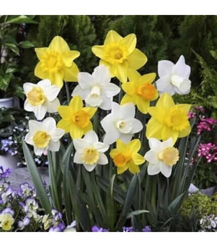 tutulong（兔兔龙） 800% シリーズ 水仙（黄色） tutulong（兔兔龙） 800% シリーズ 水仙（黄色） - メルカリ