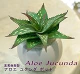 インテリア　アートグリーン　観葉樹　アロエ ユクンダ カップ