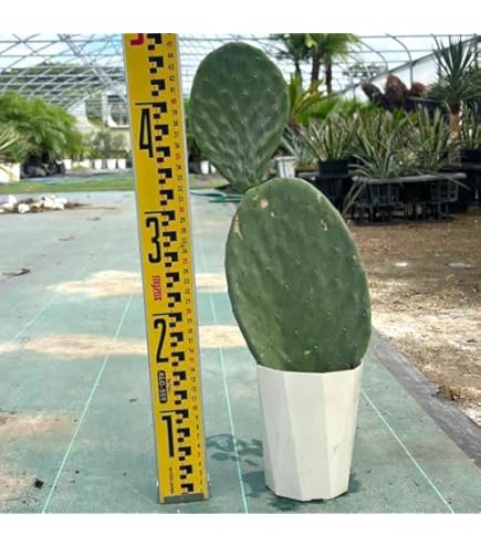 Amazon｜ウチワサボテン：オプンチア 大丸盆*カット苗｜観葉植物
