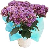 夏色-秋色ビビアンパープル【朝注文で即日発送】さかもと園芸　達人のアンティークあじさい　母の日　あじさい　アジサイ　紫陽花　花鉢植え　花　ギフト　プレゼント　贈答品