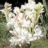 国華園　春植え球根 チューベローズ ザ・パール 5球【※発送が国華園からの場合のみ正規品です】