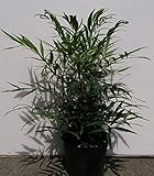 マホニア　コンフューサ　15ｃｍポット　鉢底より40ｃｍ前後　細葉柊南天　ホソバヒイラギナンテン