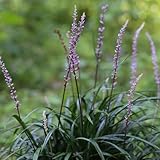 コヤブラン 50ポットセット