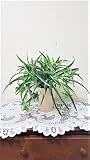【人工観葉植物】【オリズルラン】【造花】【送料無料】