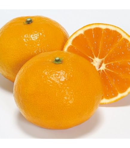 Amazon.co.jp: みかん 苗木 南柑20号 13.5cmポット苗 なんかん20