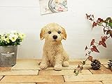 野川農園ラブラドゥードル