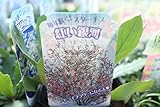 花苗　まとめ買い　スターチス　紅い銀河　3.5寸苗　２ポットセット　送料込