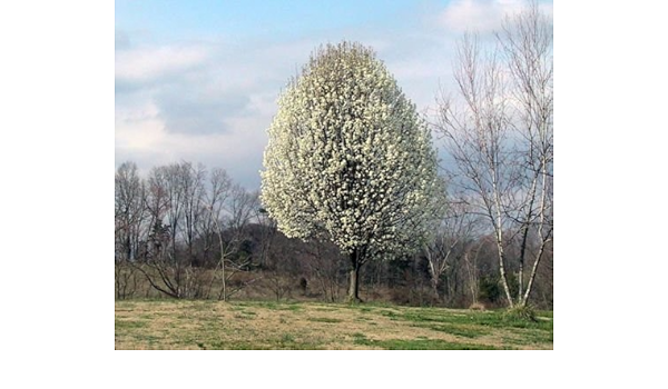 Amazon パイラスのcalleryana開花梨の木の種子 花