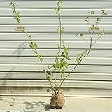 庭木：更紗うつぎ(サラサウツギ)　樹高：約70ｃｍ　２本セット！