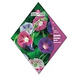 【ノーブランド品】[ 春～初夏まき　花タネ][フランス花の種]アサガオ（イポメア　朝顔）：ボルブリス ミックス*