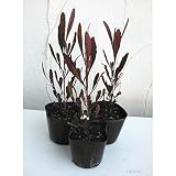 【ノーブランド品】ドドナエア：ホップブッシュプルプレア 3～3.5号ポット 3株セット
