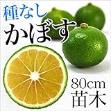 種なし かぼす 苗木 苗 果樹 果樹苗 カボス 香美川 1年生