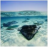 Danita Delimont – Marine Life – ケイマン諸島、Southern Stingray in Caribbean sea-ca42 pso0044 – ポール・Souders