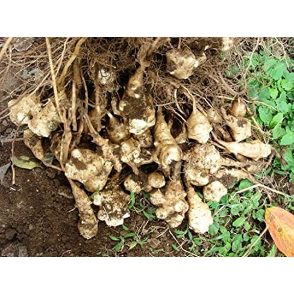 Amazon 白菊芋 キクイモ の種芋 500グラム 野菜