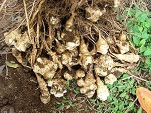 Amazon 白菊芋 キクイモ の種芋 500グラム 野菜