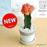 LAND PLANTS 【観葉植物】 サボテン・ヒボタン （石模様のセメントポット）