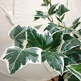 ヘデラ（アイビー）：レディフランシス・ミニ3号ポット 3株セット[白覆輪葉が美しい小葉タイプ] ノーブランド品