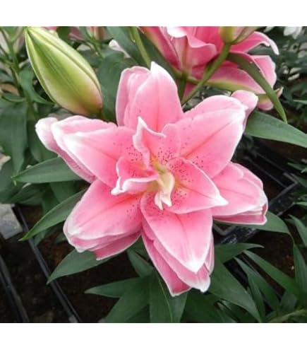 Amazon | はなみどり 芽出し球根 ユリ カサブランカ系 マニサ 1球植え