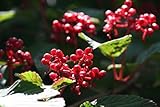 ビバーナムティヌス（トキワガマズミ）樹高1.2m前後 赤い実がなる常緑樹
