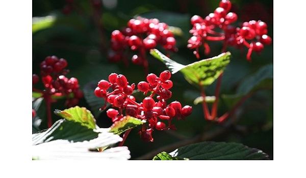 Amazon Co Jp ビバーナムティヌス トキワガマズミ 樹高1 2m前後 赤い実がなる常緑樹 ホーム キッチン