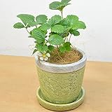 [エルフルール]ワイルドストロベリー 陶器鉢