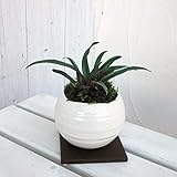 [縁起物・新居祝いやギフトに！]万年青 （おもと） 白丸型陶器鉢Sサイズ植え・角受け皿付き ノーブランド品